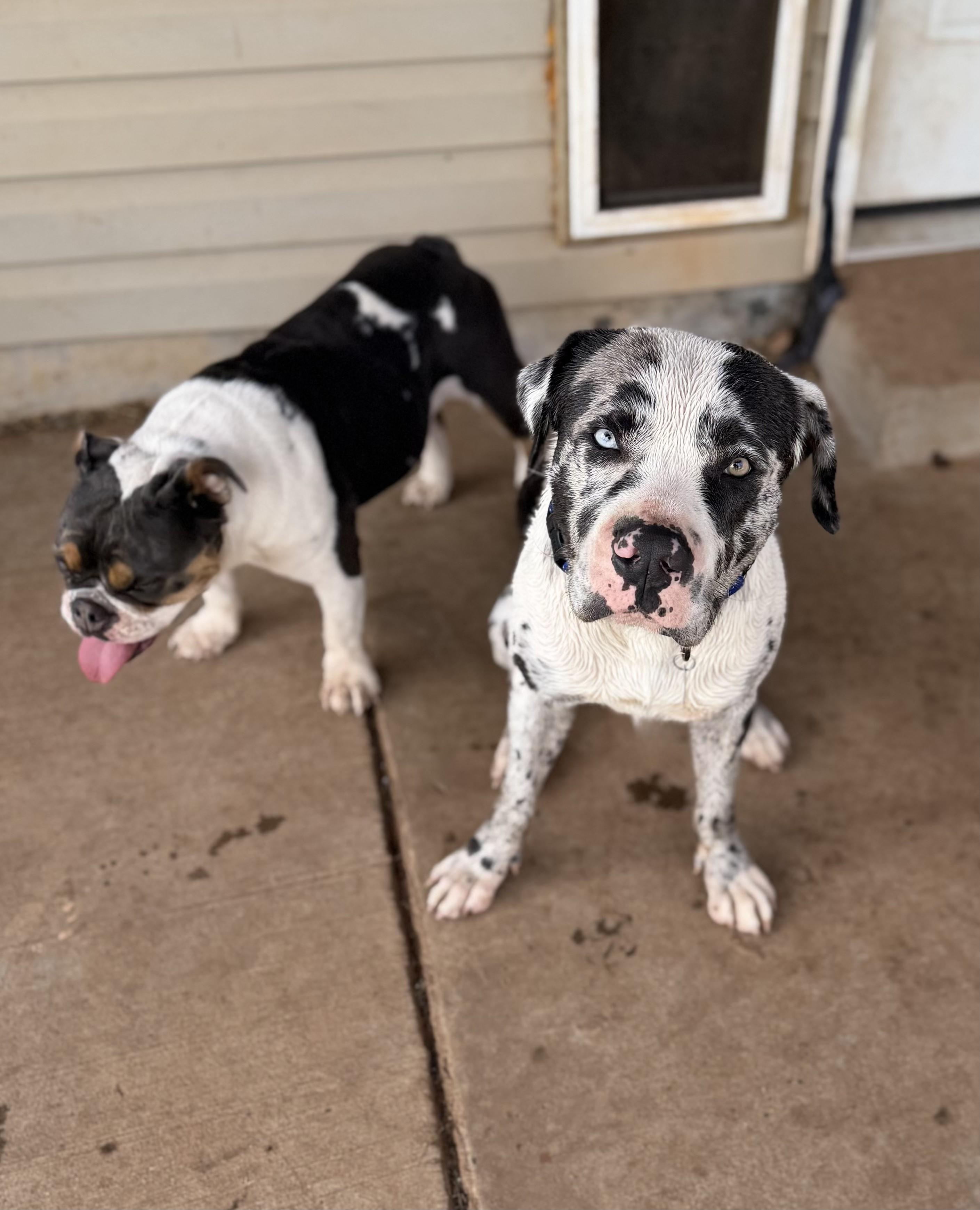 Enlarge MooMoo, a ADOPTABLE mixed breed in Chatham, NJ image 6/6