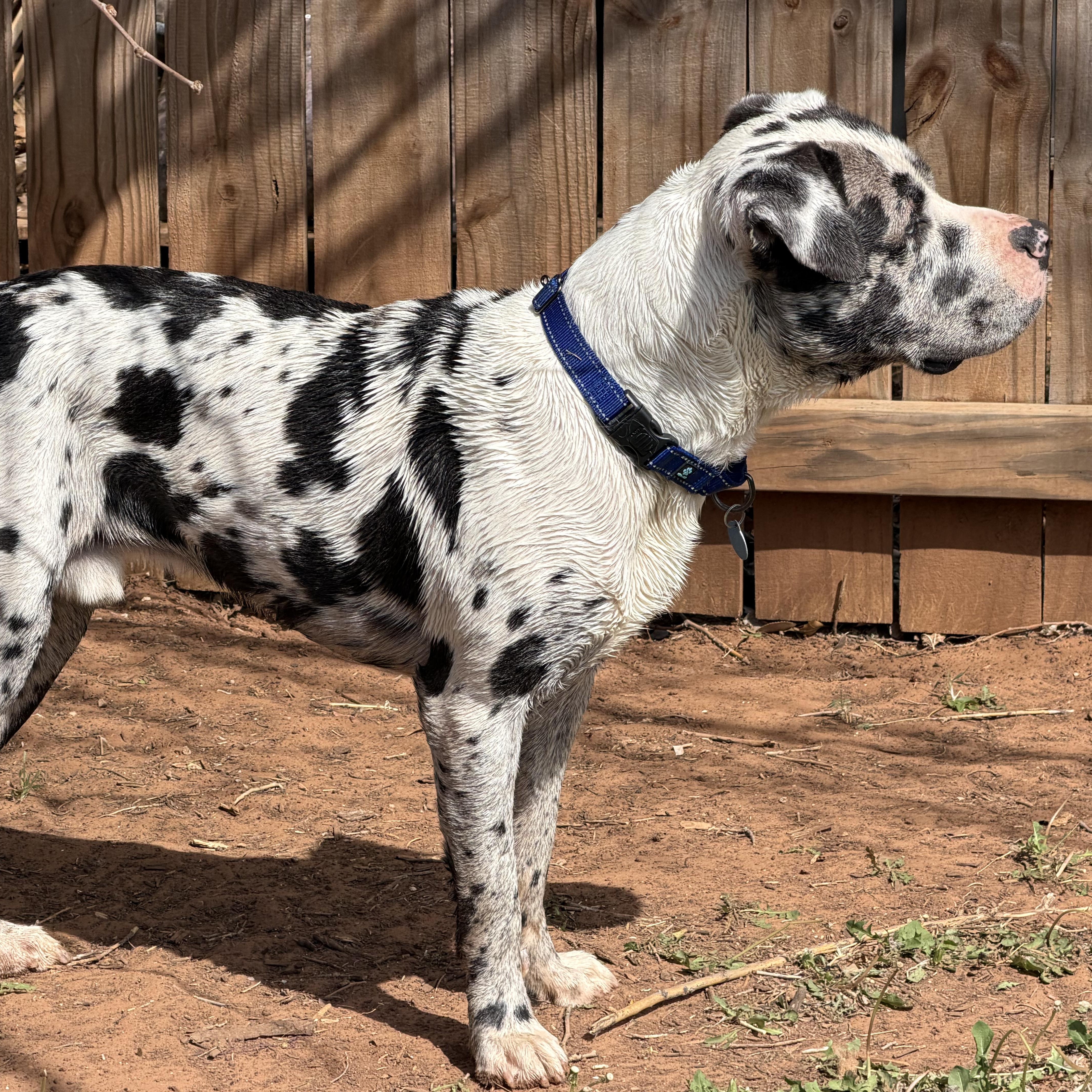 Enlarge MooMoo, a ADOPTABLE mixed breed in Chatham, NJ image 4/6