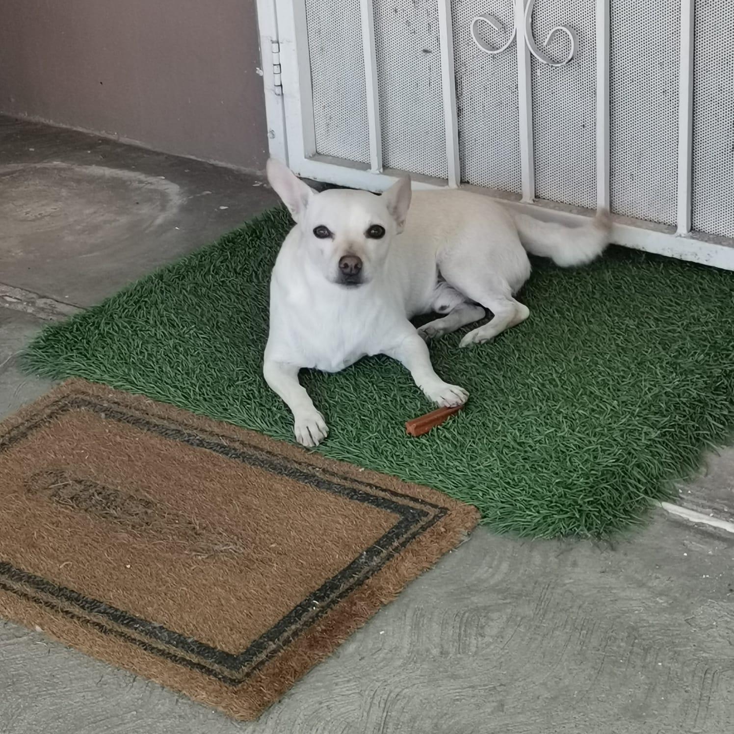 Enlarge Bruno , a ADOPTABLE Chihuahua in San Diego, CA image 1/5