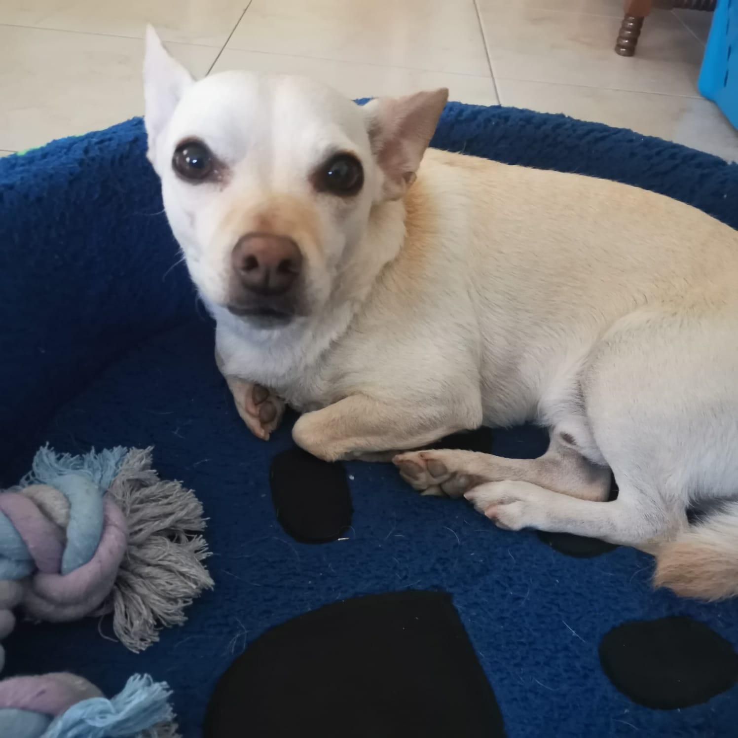 Enlarge Bruno , a ADOPTABLE Chihuahua in San Diego, CA image 2/5