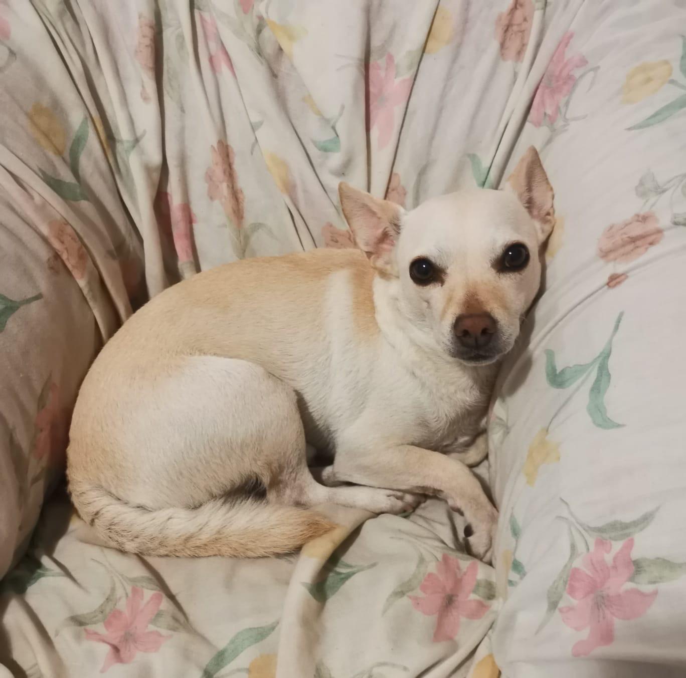 Enlarge Bruno , a ADOPTABLE Chihuahua in San Diego, CA image 3/5