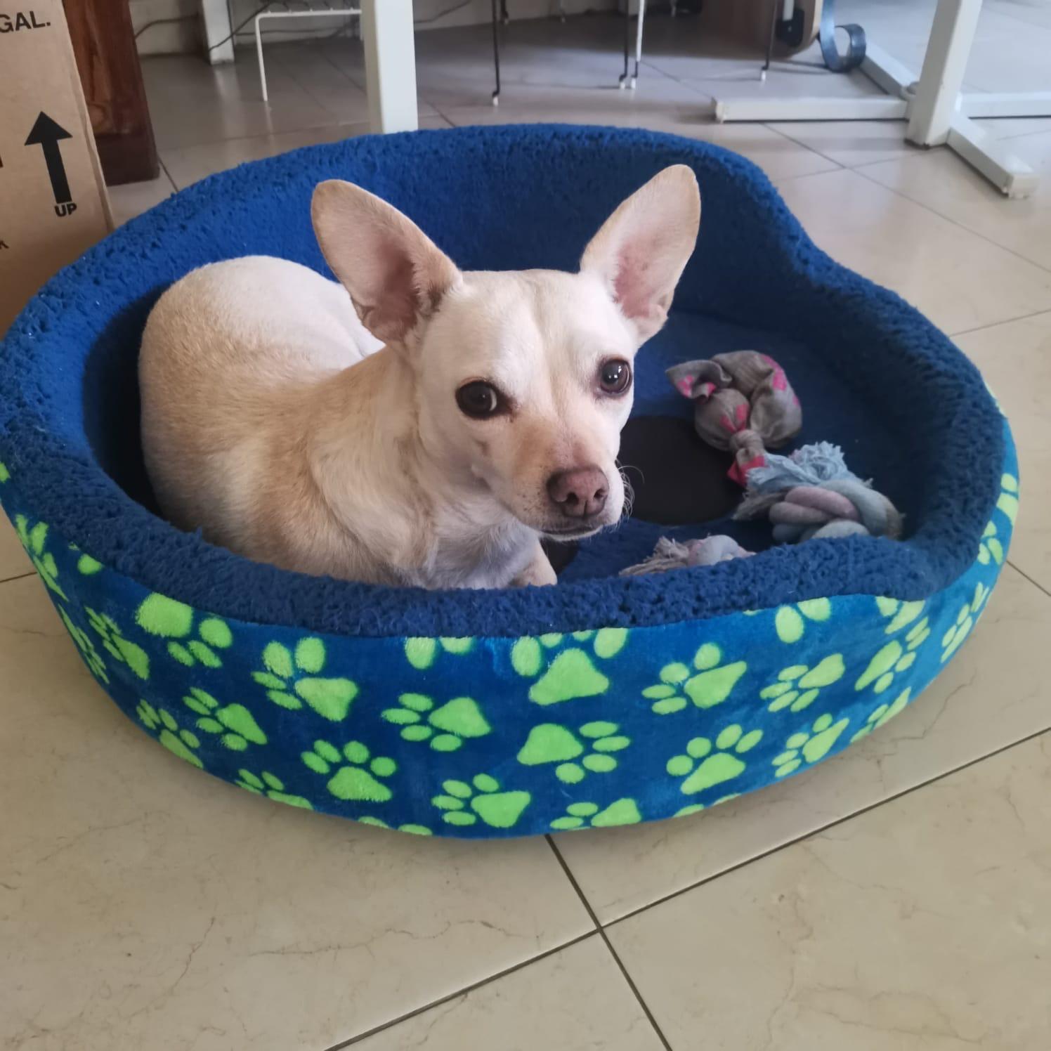 Enlarge Bruno , a ADOPTABLE Chihuahua in San Diego, CA image 4/5