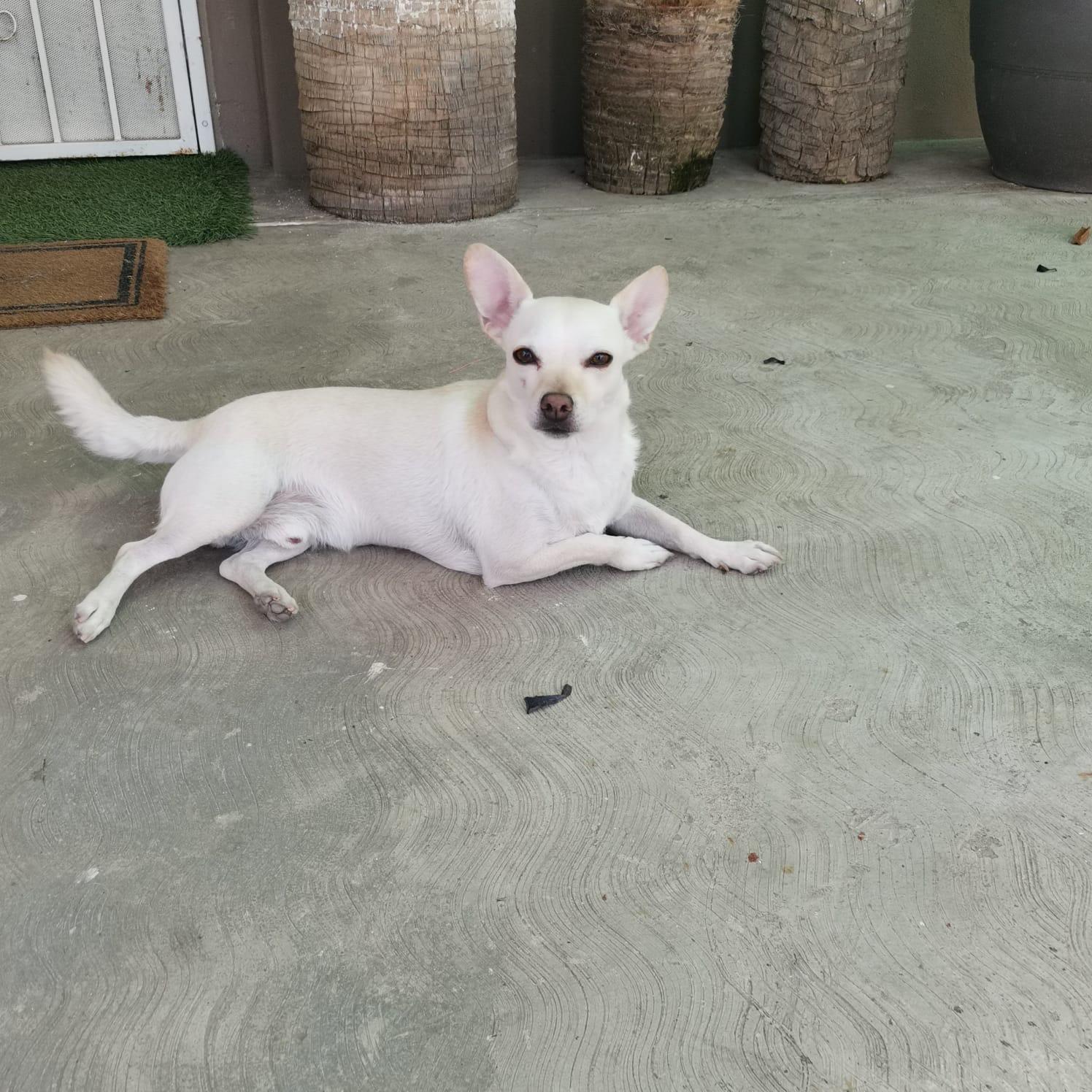 Enlarge Bruno , a ADOPTABLE Chihuahua in San Diego, CA image 5/5