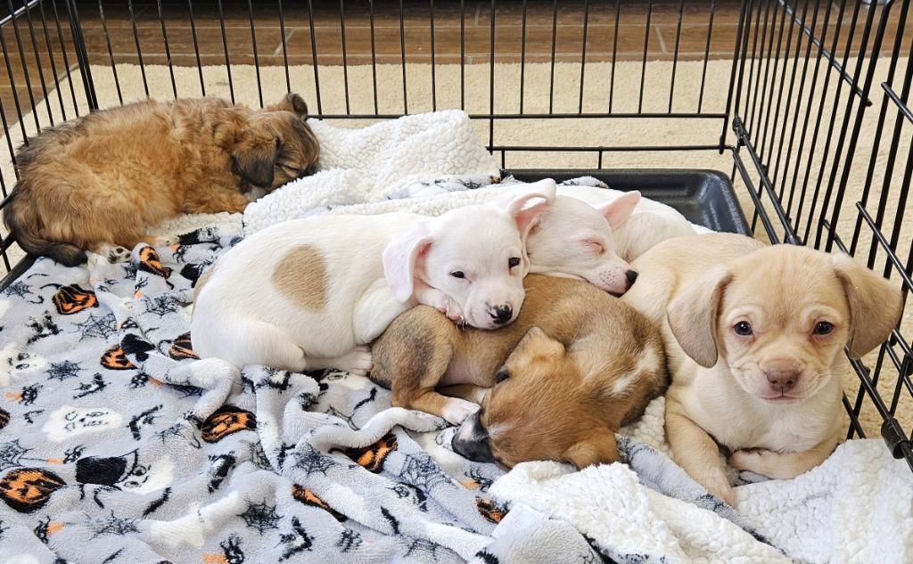 Rudy $600, Adoptable, Puppy Male Chihuahua.