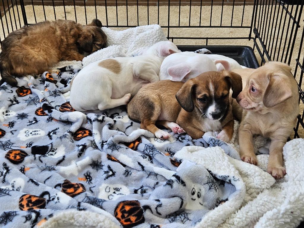 Rudy $600, a Adoptable Chihuahua in Milwaukee, WI image 2/2