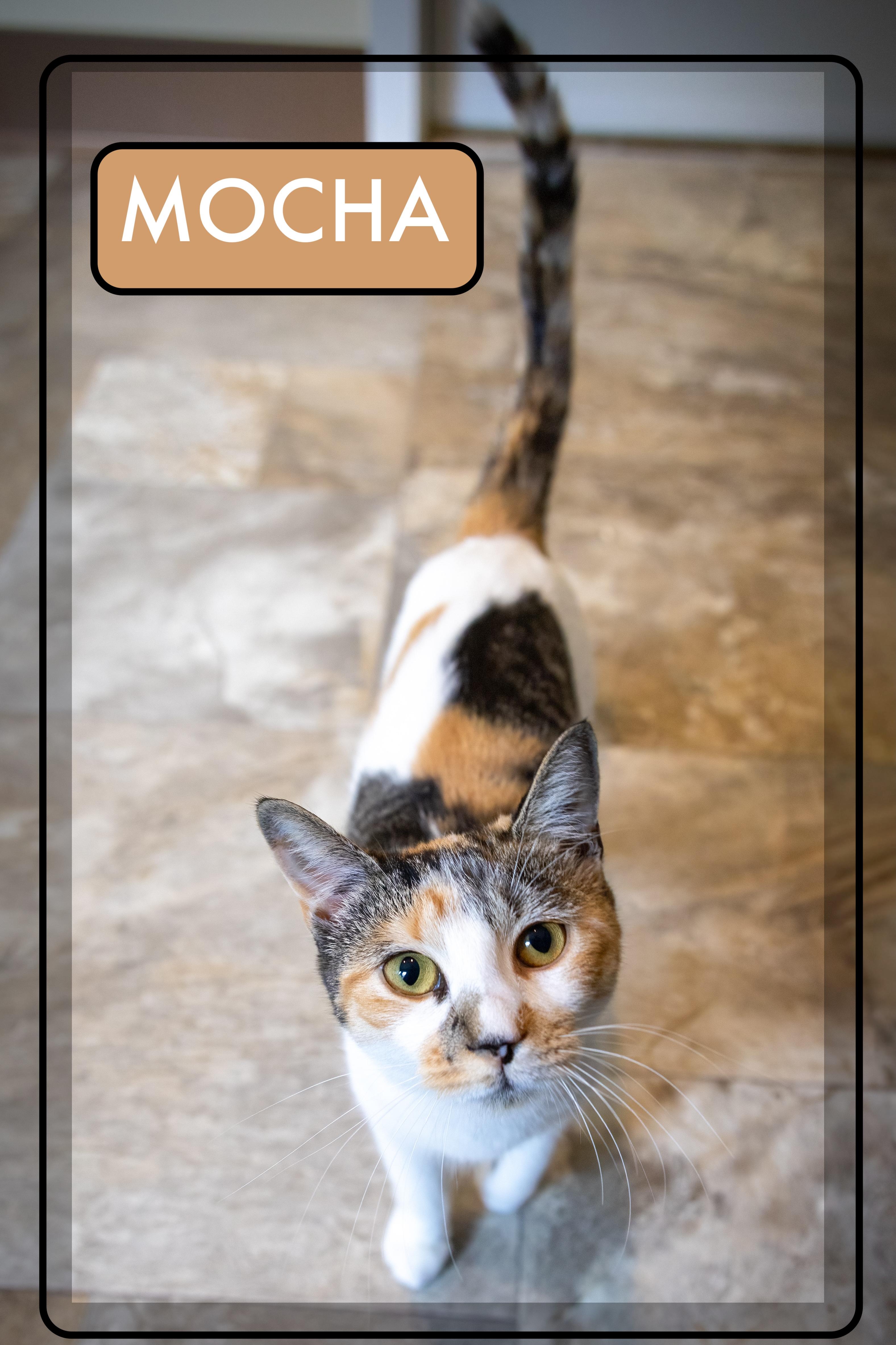 Mocha