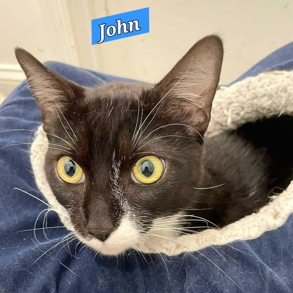 Enlarge John (Blues Brothers), a Adoptable mixed breed in Jessup, MD image 1/3