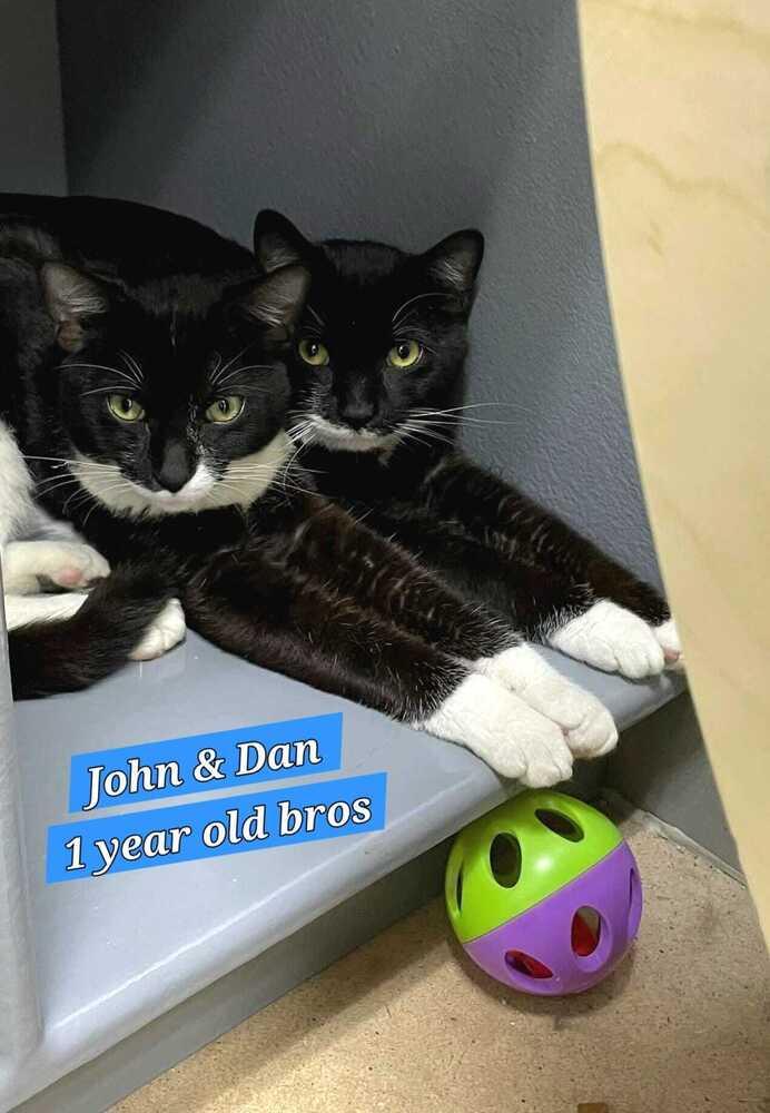 Enlarge John (Blues Brothers), a Adoptable mixed breed in Jessup, MD image 2/3