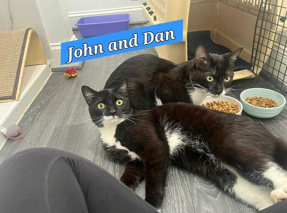 Enlarge John (Blues Brothers), a Adoptable mixed breed in Jessup, MD image 3/3