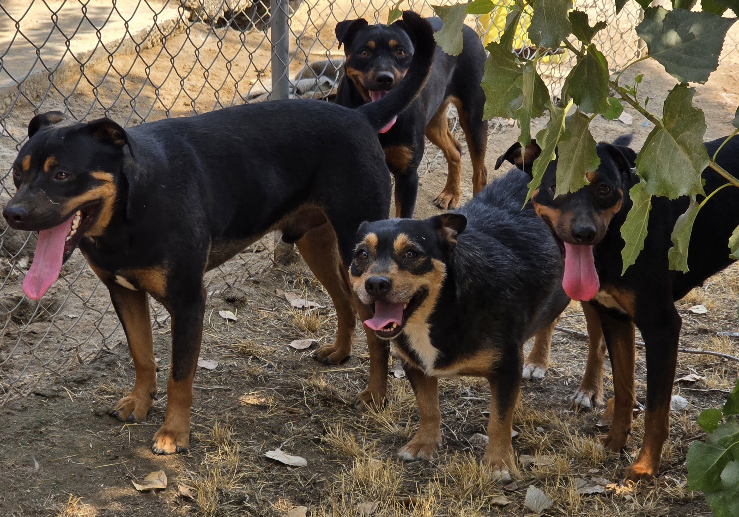 Enlarge Tank, a Adoptable mixed breed in Selma, CA image 3/4