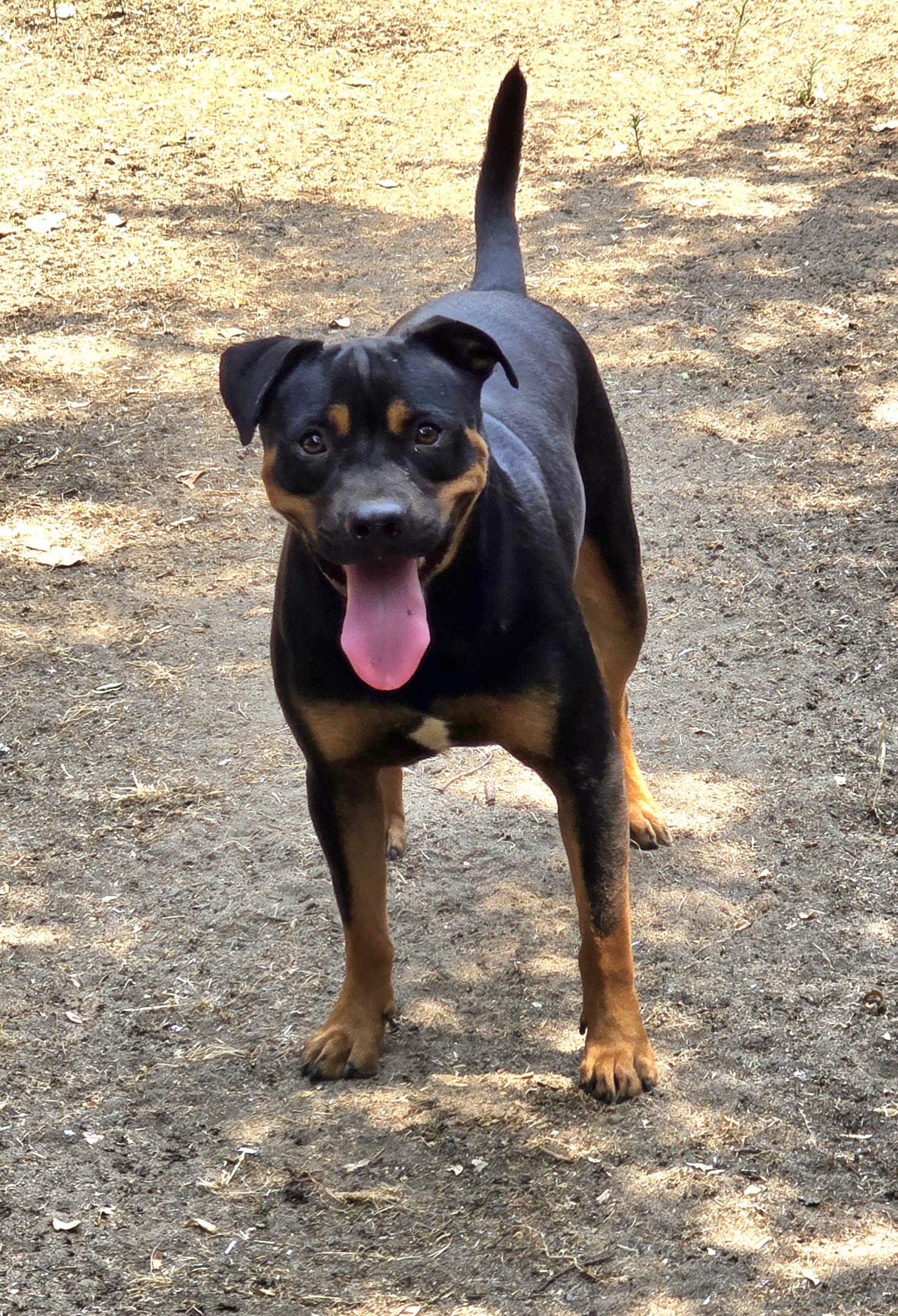 Tank, Adoptable, Young Male American Staffordshire Terrier & Rottweiler.
