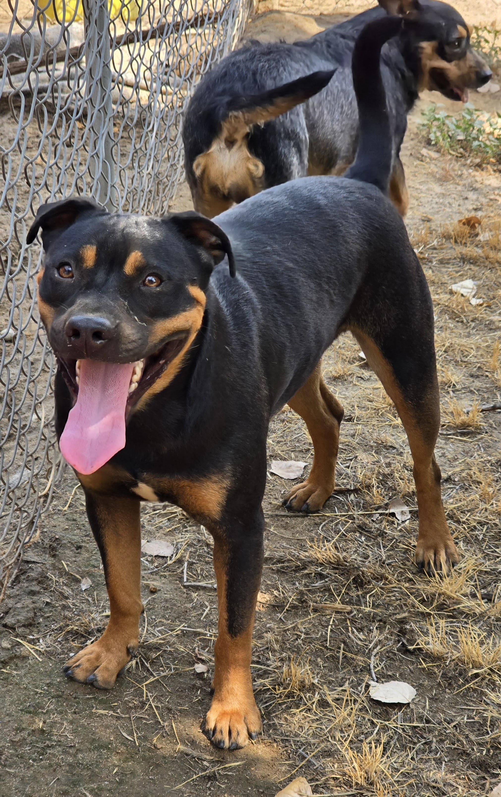 Enlarge Tank, a Adoptable mixed breed in Selma, CA image 4/4