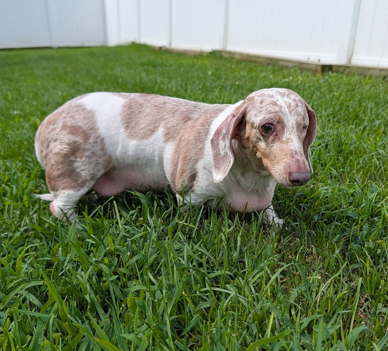 Enlarge Coco in TN, a ADOPTABLE Dachshund in Shelbyville, TN image 2/6