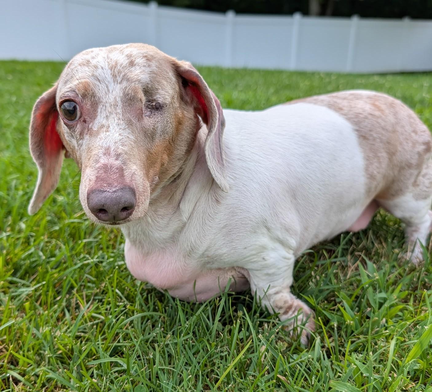 Enlarge Coco in TN, a ADOPTABLE Dachshund in Shelbyville, TN image 5/6