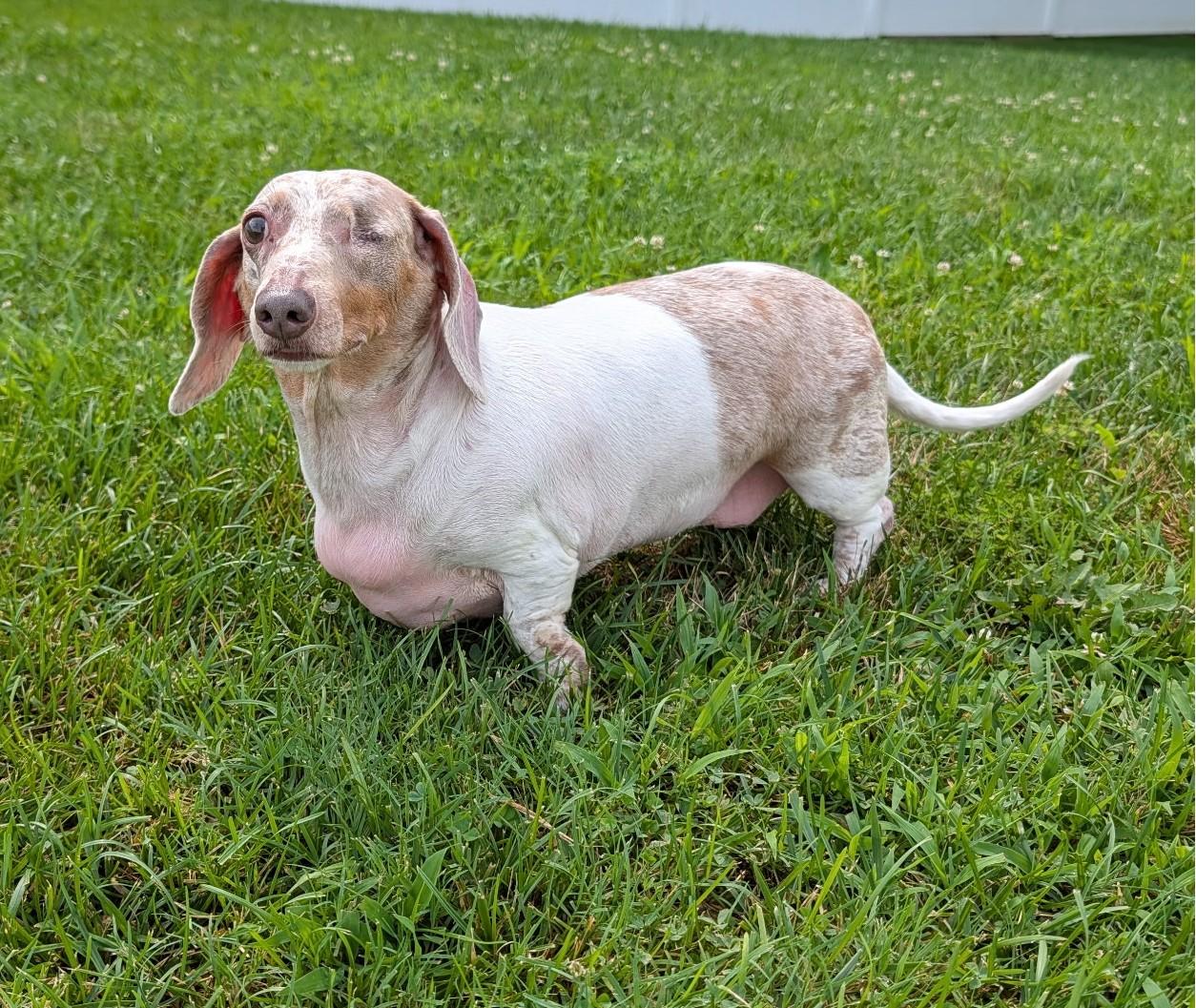 Enlarge Coco in TN, a ADOPTABLE Dachshund in Shelbyville, TN image 4/6