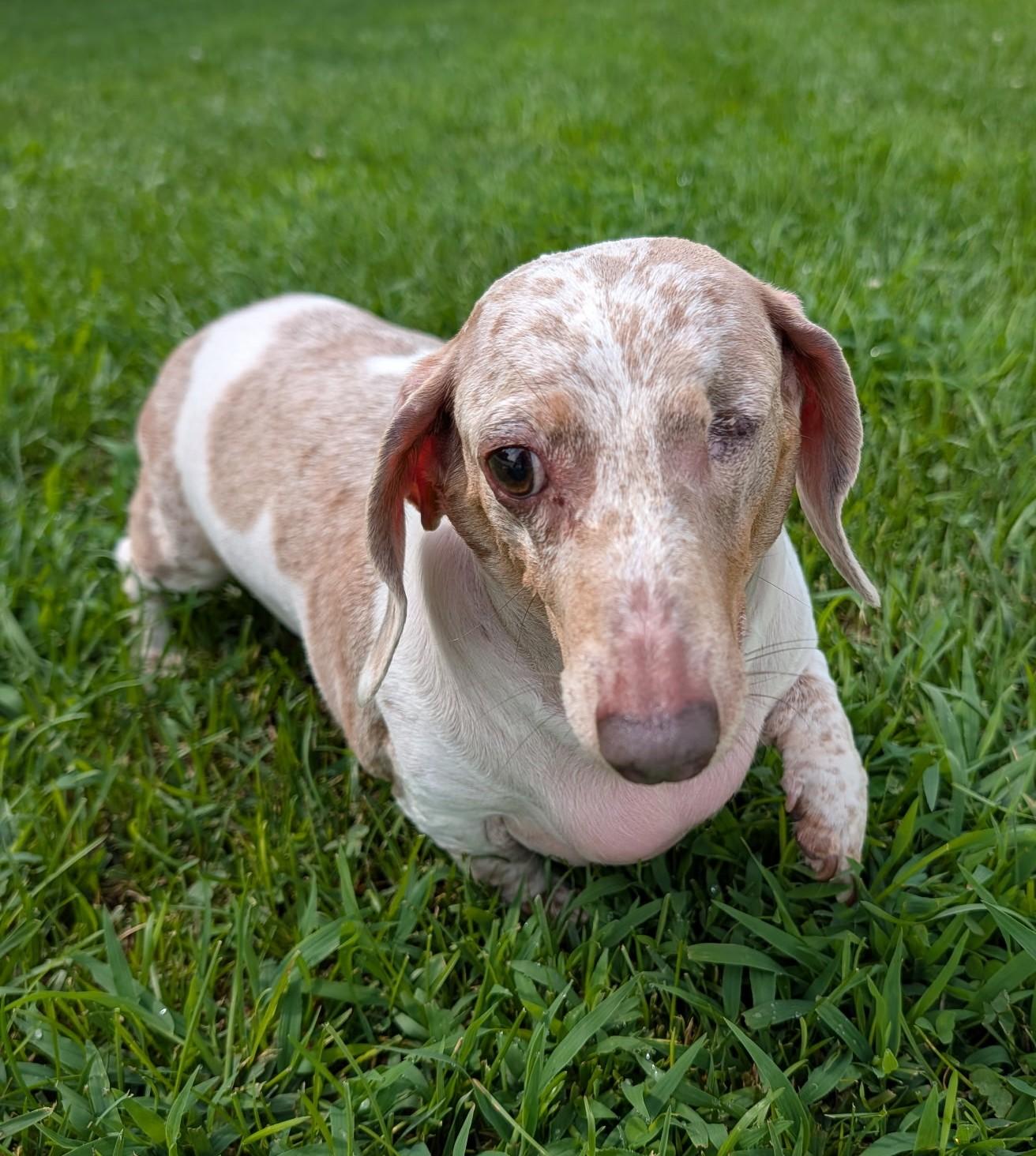 Enlarge Coco in TN, a ADOPTABLE Dachshund in Shelbyville, TN image 1/6