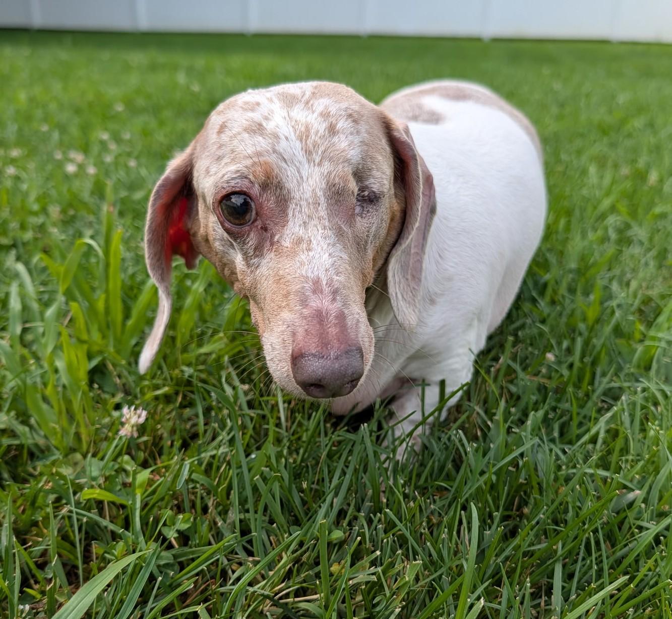 Enlarge Coco in TN, a ADOPTABLE Dachshund in Shelbyville, TN image 3/6