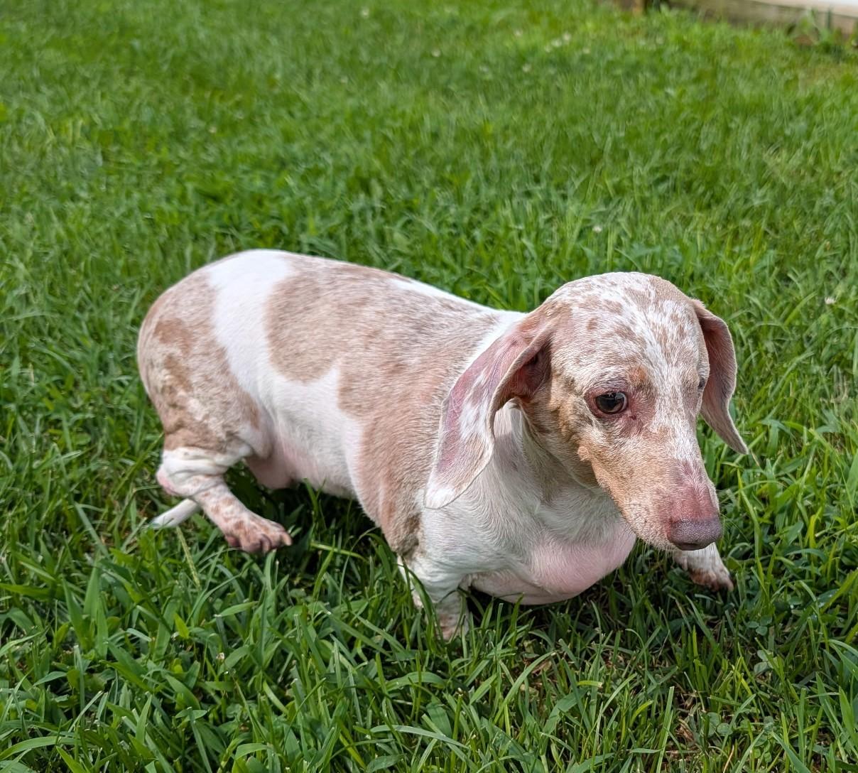 Enlarge Coco in TN, a ADOPTABLE Dachshund in Shelbyville, TN image 6/6