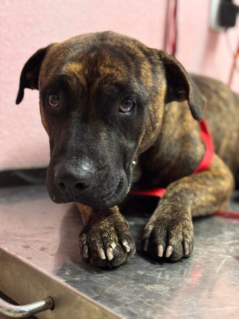 Enlarge Baxter (Scar), a Adoptable Pit Bull Terrier in New Braunfels, TX image 1/5