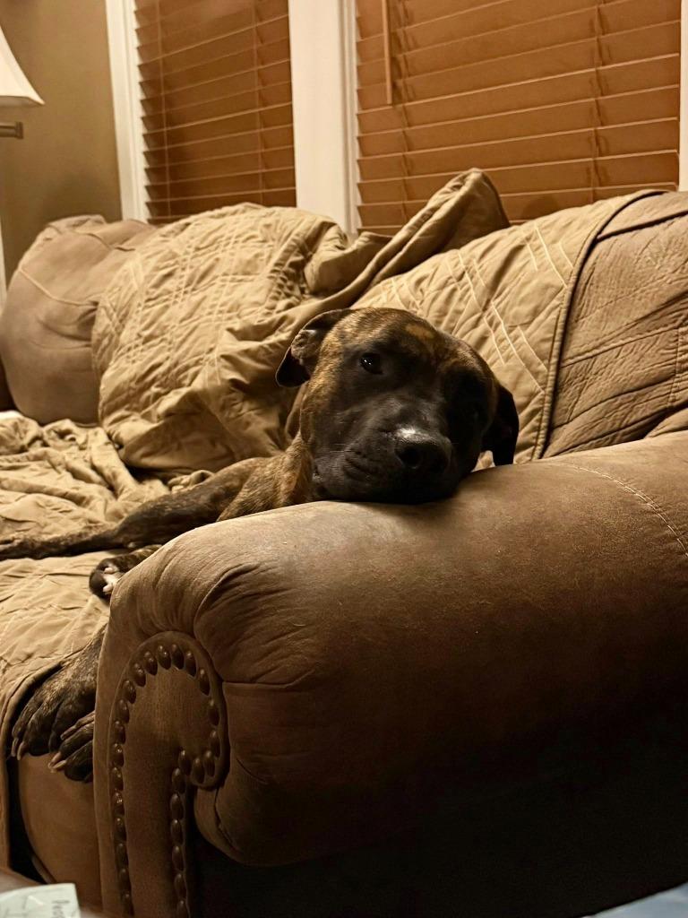 Enlarge Baxter (Scar), a Adoptable Pit Bull Terrier in New Braunfels, TX image 2/5