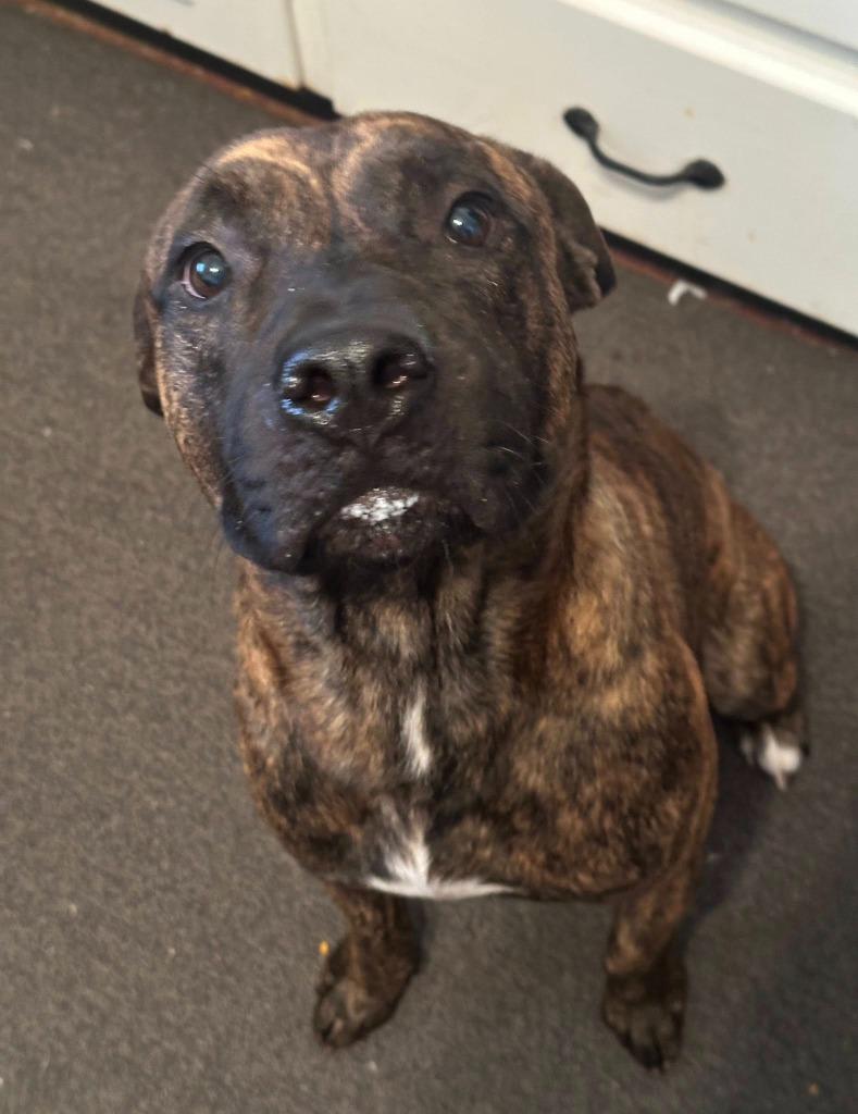 Enlarge Baxter (Scar), a Adoptable Pit Bull Terrier in New Braunfels, TX image 3/5