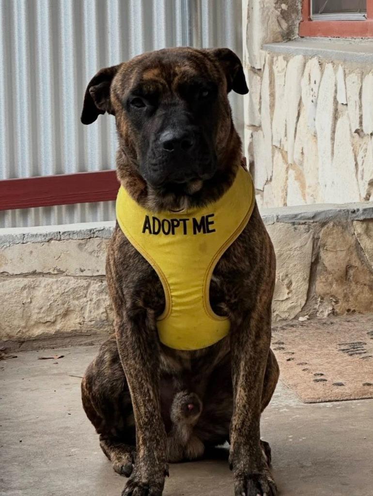 Enlarge Baxter (Scar), a Adoptable Pit Bull Terrier in New Braunfels, TX image 5/5