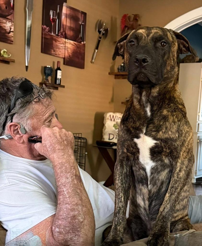 Enlarge Baxter (Scar), a Adoptable Pit Bull Terrier in New Braunfels, TX image 6/6