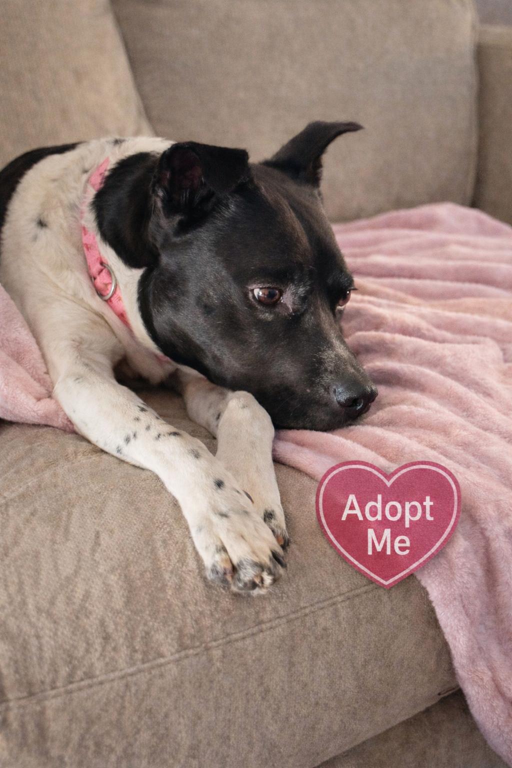 Bridget , a ADOPTABLE American Staffordshire Terrier in New Martinsville, WV image 4/6