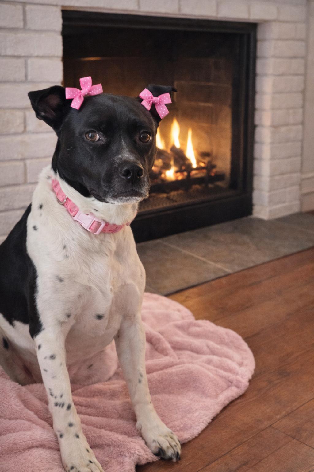 Bridget , a ADOPTABLE American Staffordshire Terrier in New Martinsville, WV image 2/6