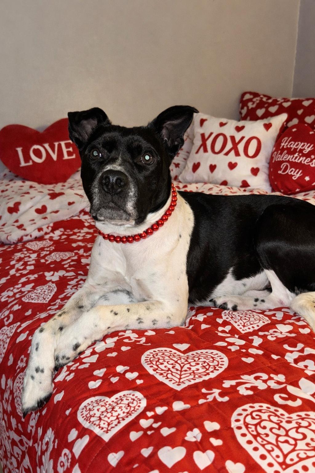 Bridget , a ADOPTABLE American Staffordshire Terrier in New Martinsville, WV image 3/6