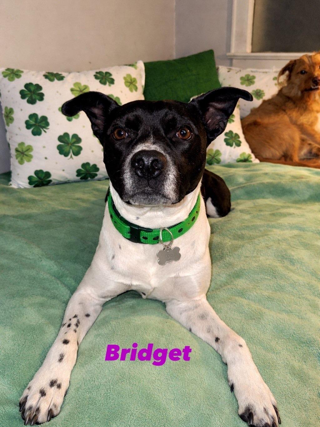 Bridget , a ADOPTABLE American Staffordshire Terrier in New Martinsville, WV image 5/6
