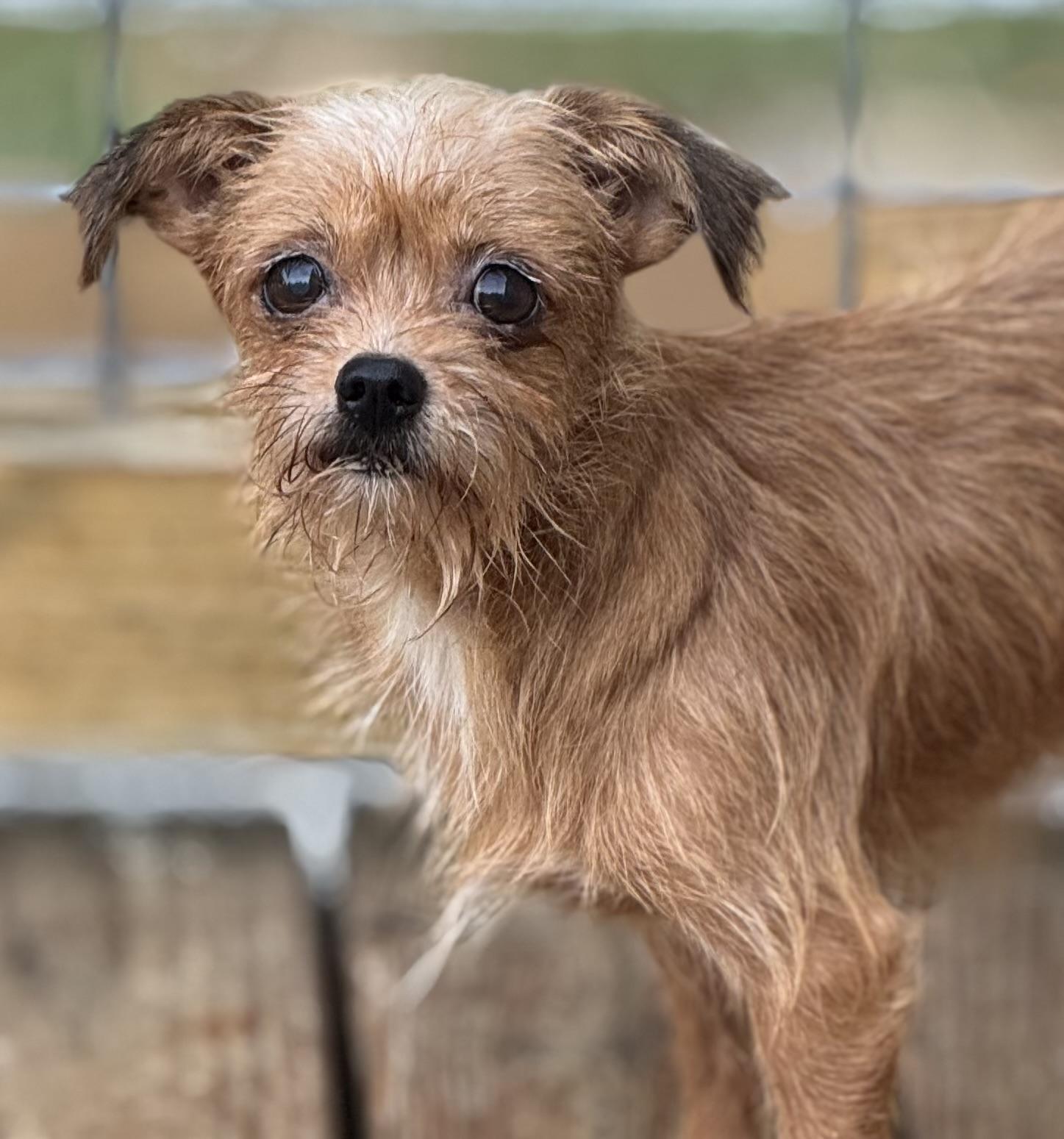 Bama Benton, Adult Male Mixed Breed