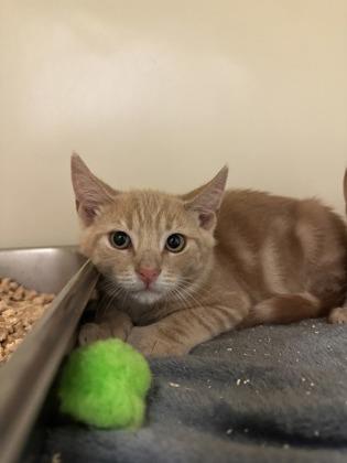 Puffer fish, Adoptable, Young Male Domestic Short Hair & Domestic Short Hair.