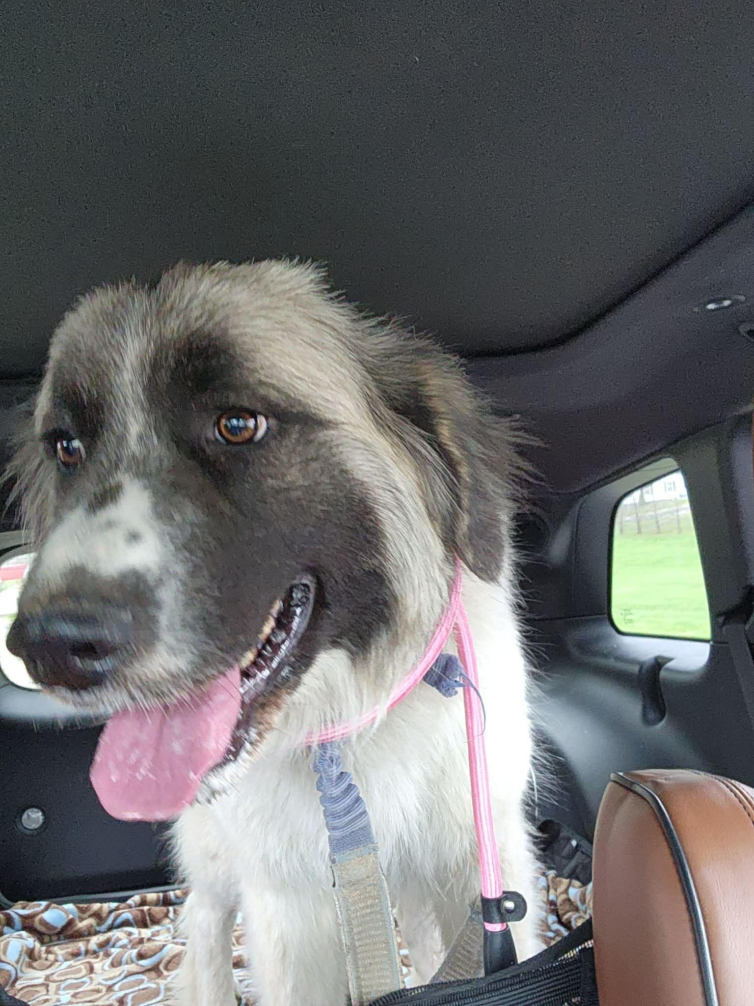 Enlarge Marshmallow , a ADOPTABLE mixed breed in O Fallon, IL image 3/6