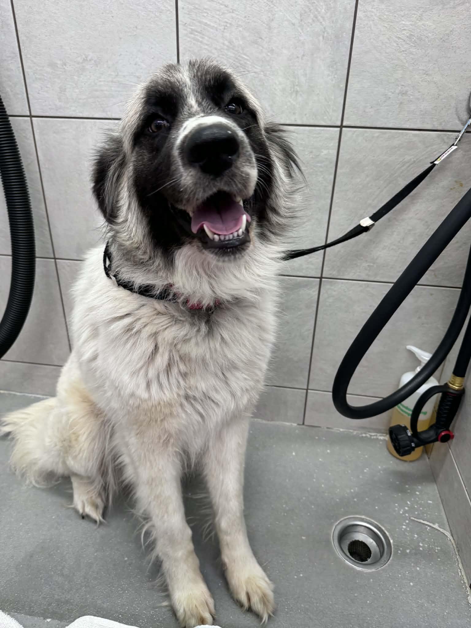 Marshmallow , ADOPTABLE, Young Female Great Pyrenees.