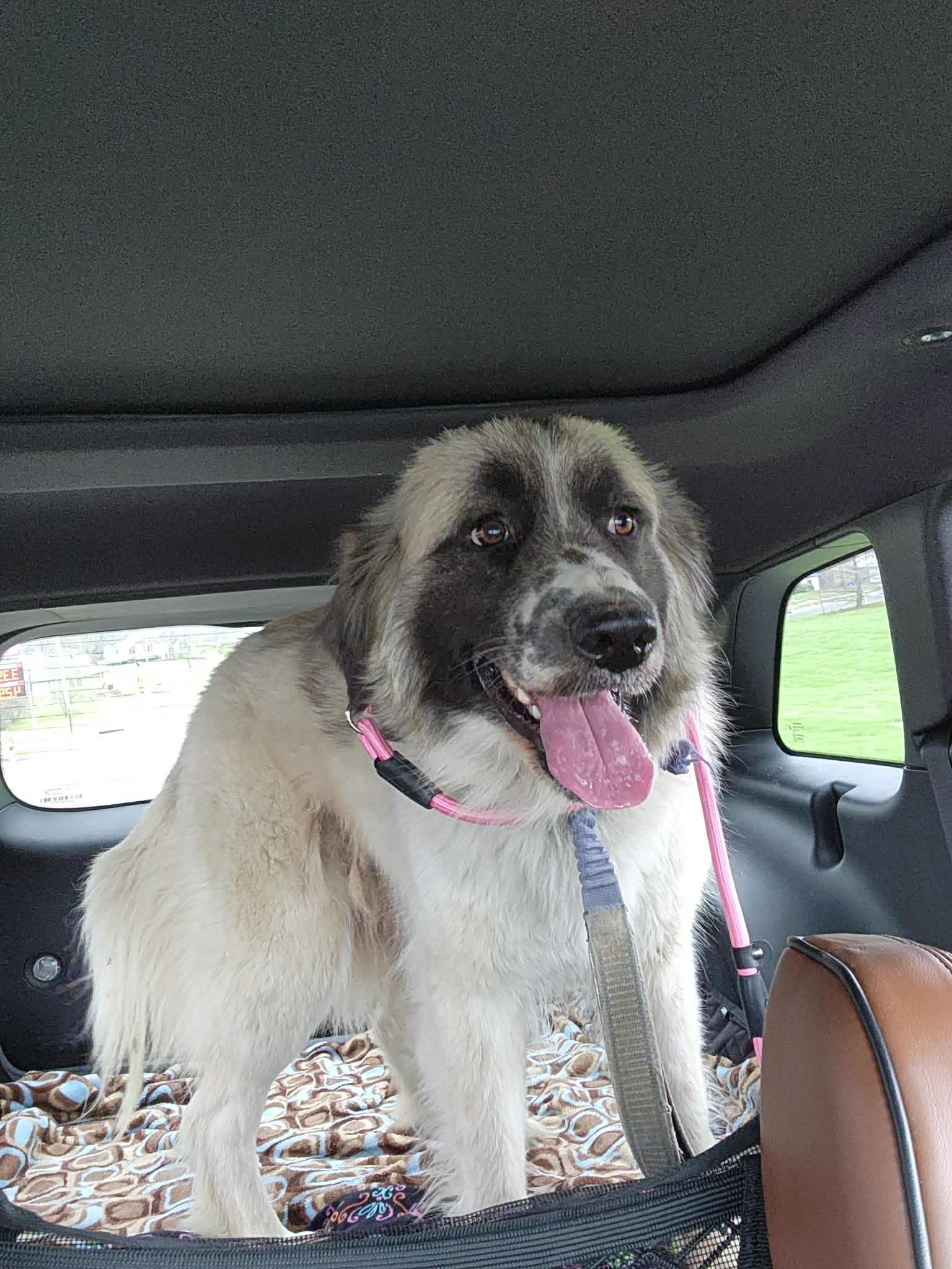 Enlarge Marshmallow , a ADOPTABLE mixed breed in O Fallon, IL image 6/6