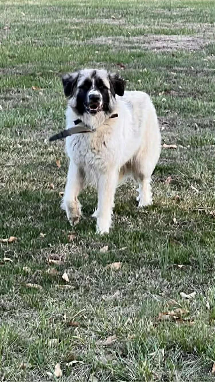 Enlarge Marshmallow , a ADOPTABLE mixed breed in O Fallon, IL image 4/6