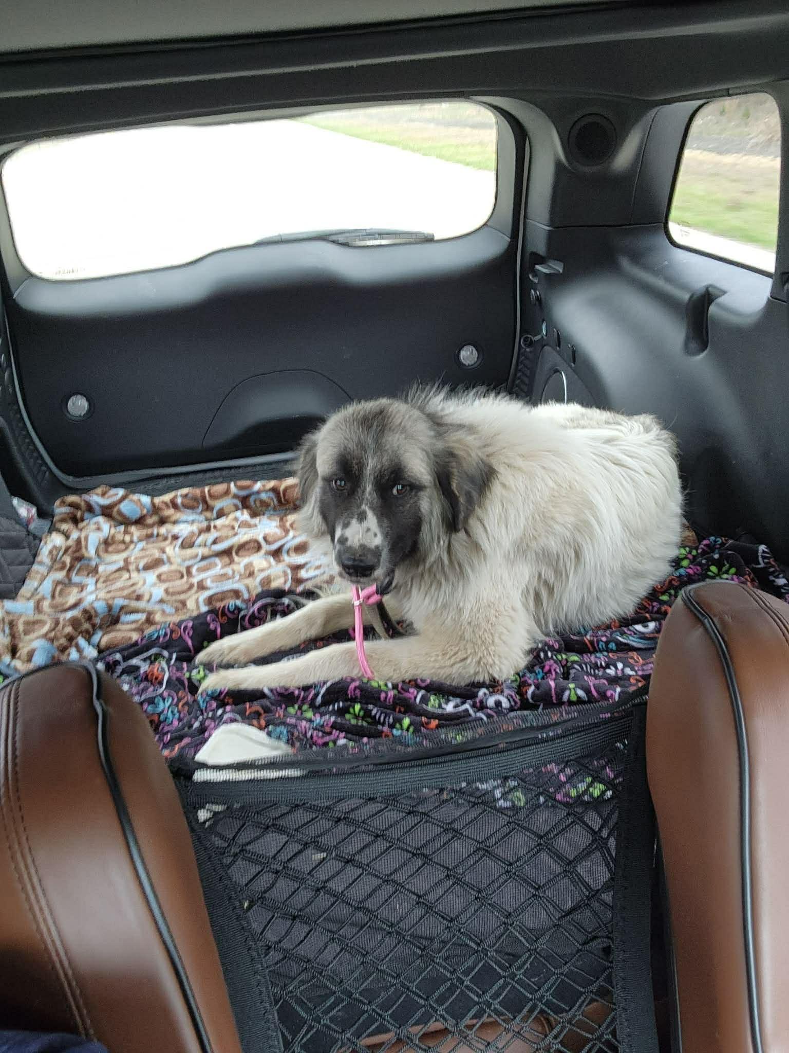 Enlarge Marshmallow , a ADOPTABLE mixed breed in O Fallon, IL image 5/6