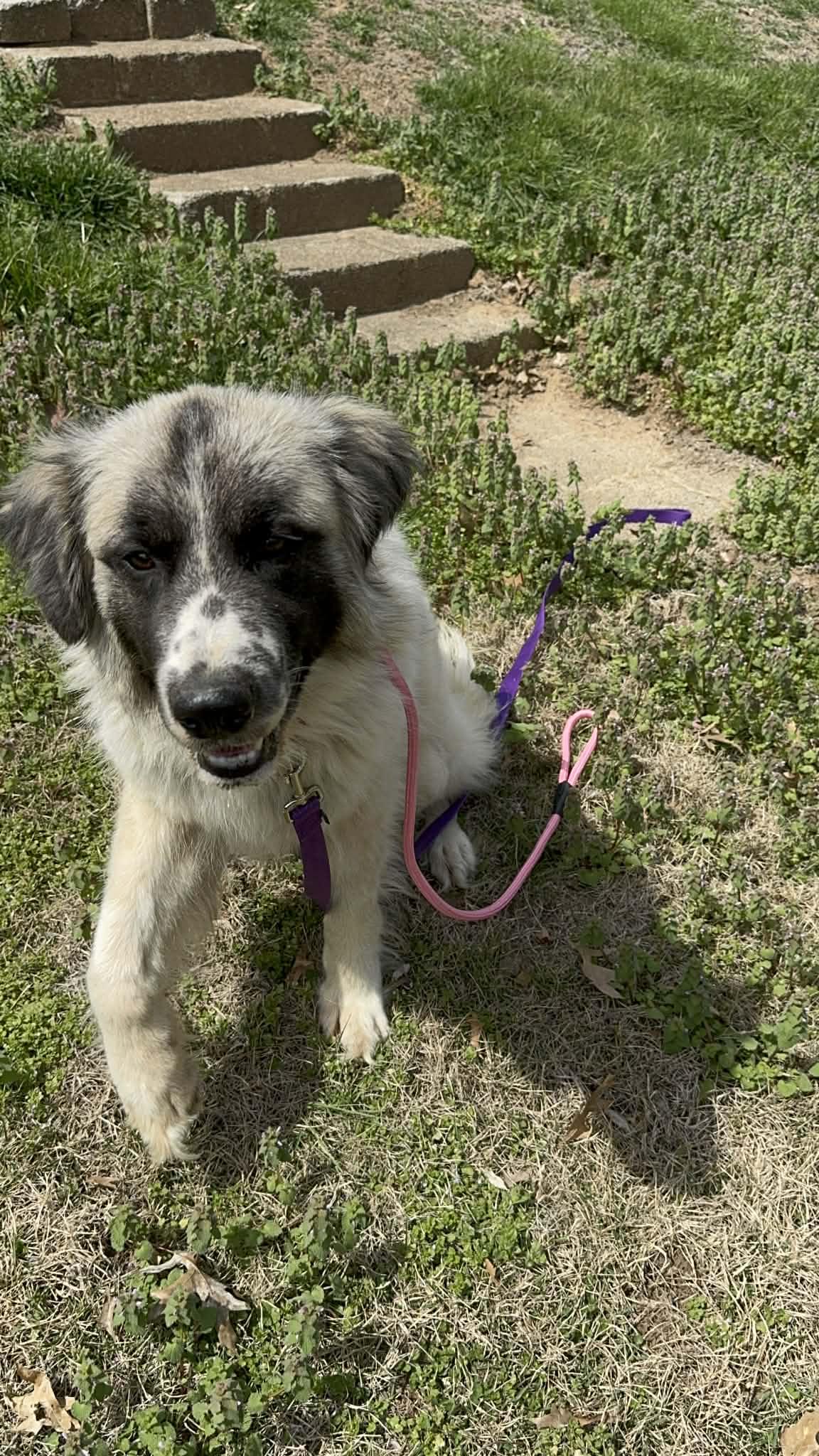 Enlarge Marshmallow , a ADOPTABLE mixed breed in O Fallon, IL image 2/6