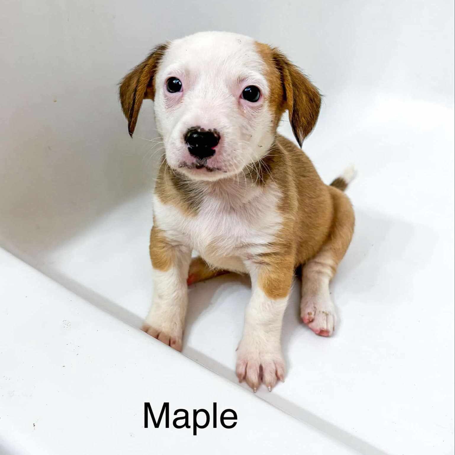 Dog for adoption Maple, a Terrier Mix in Smithfield, RI Petfinder