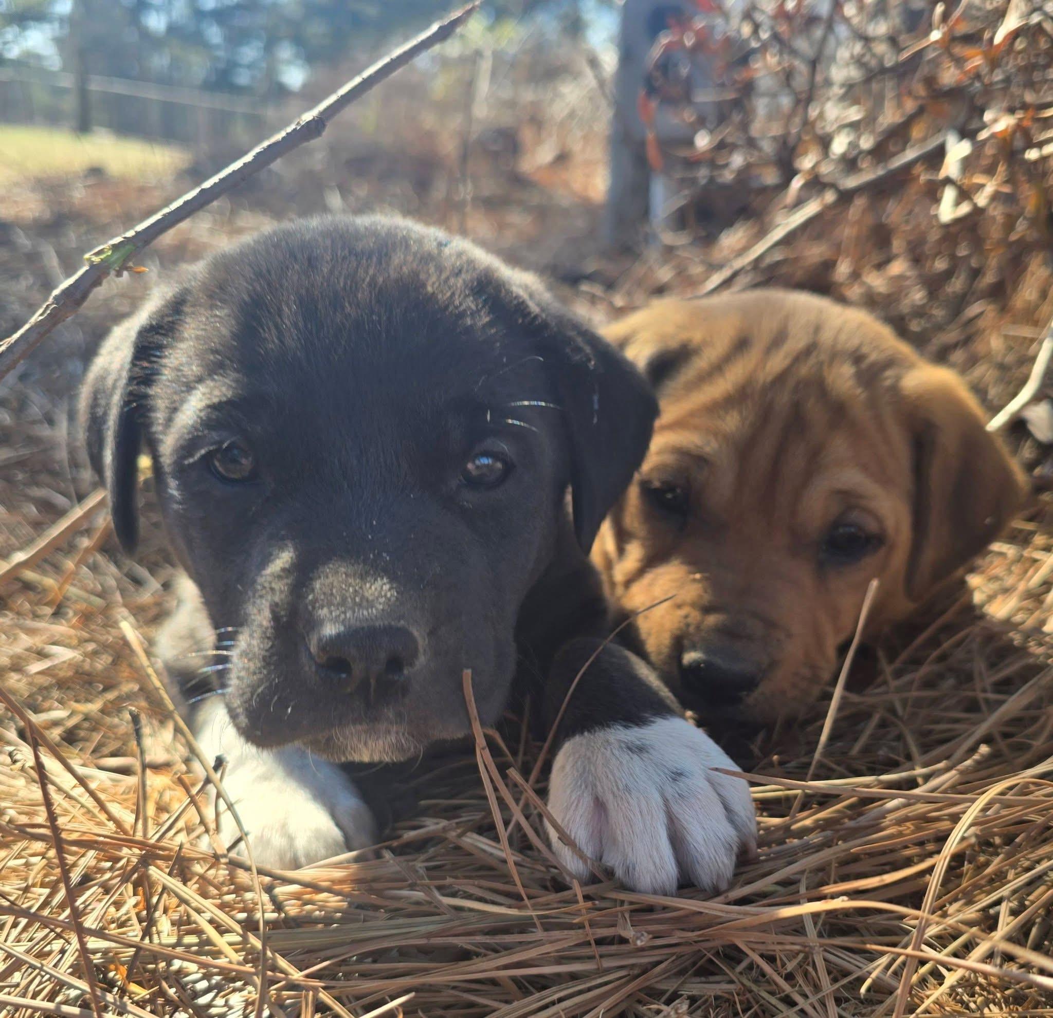 Licorice — thumbnail 2