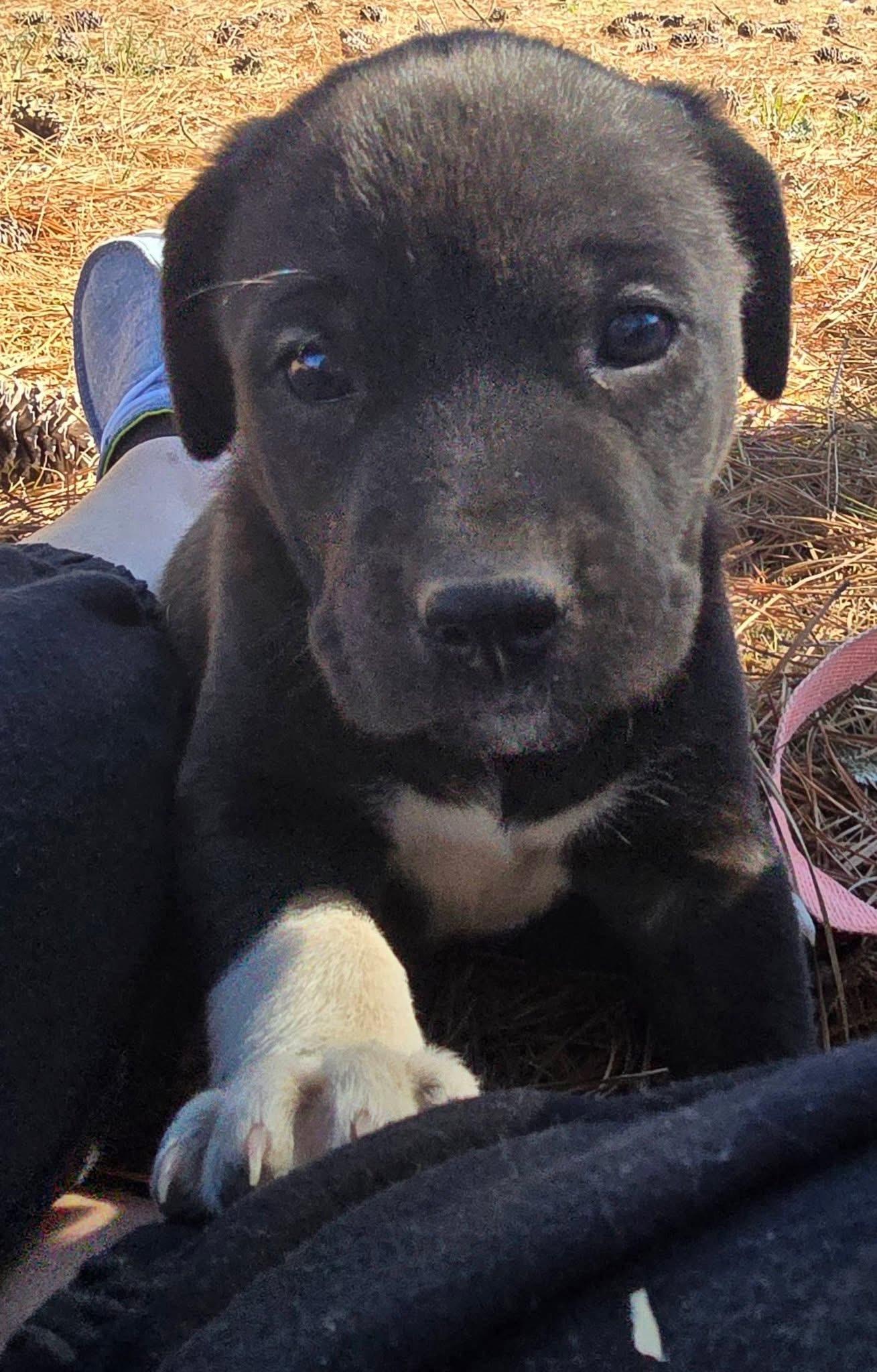 Licorice — thumbnail 3