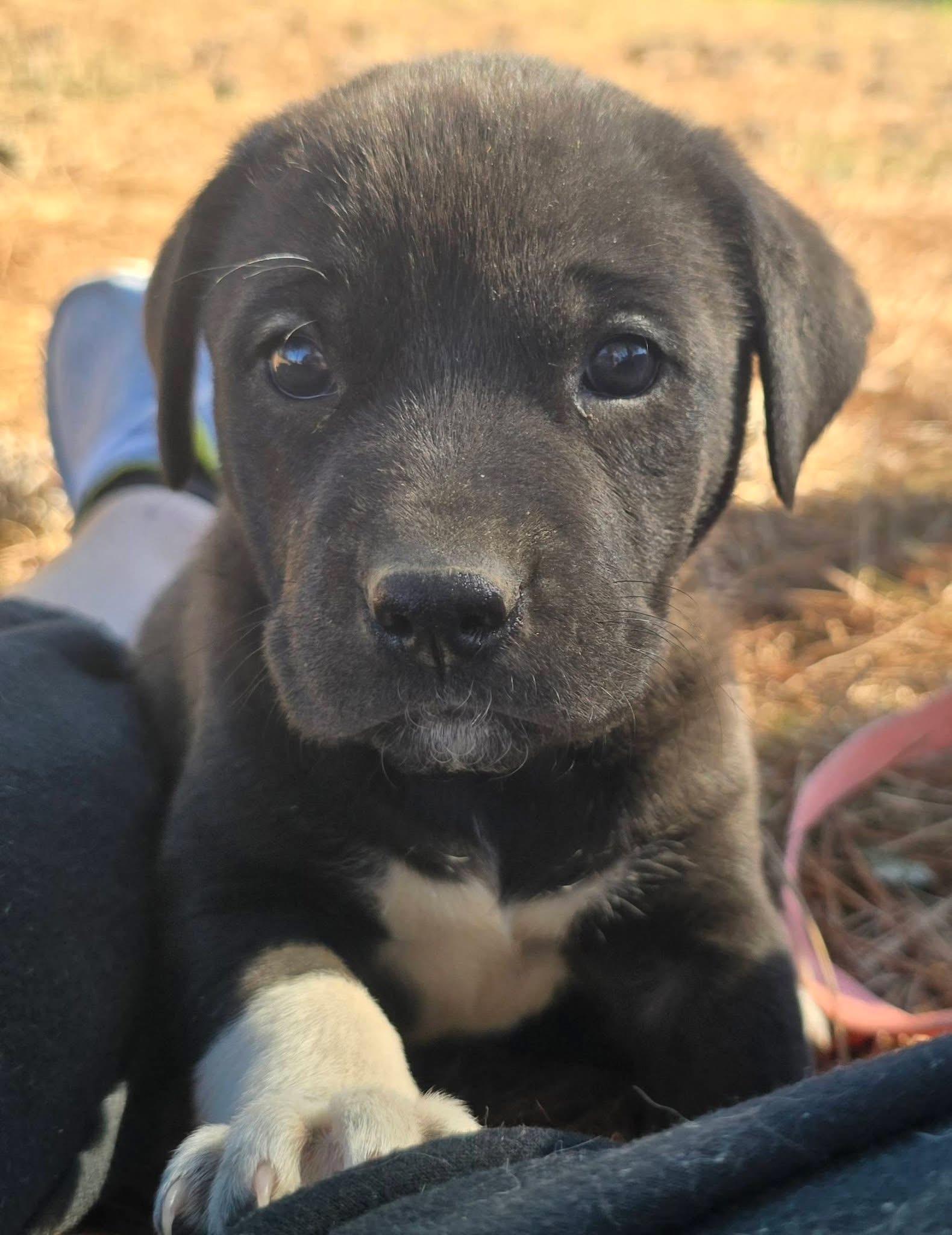 Licorice — thumbnail 5