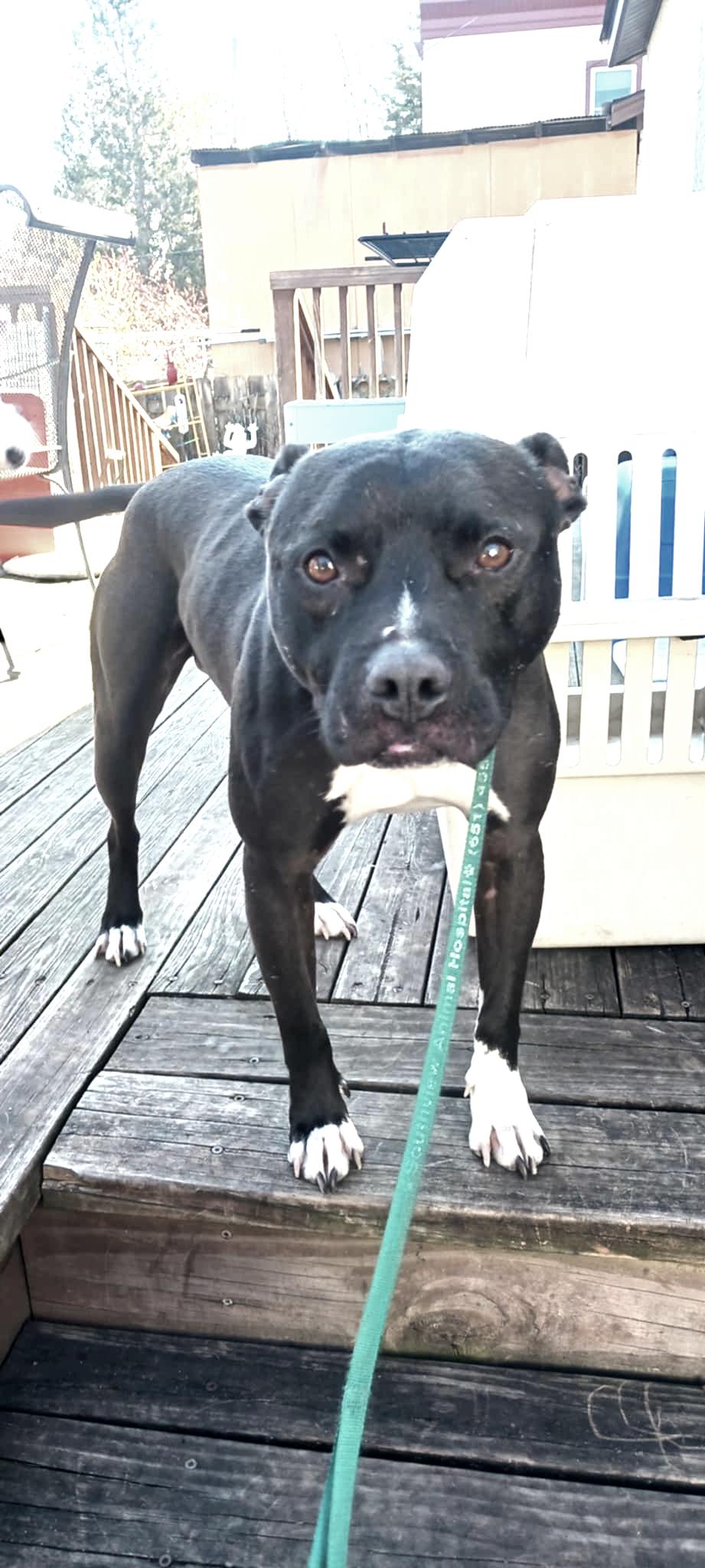 Rocky - FOSTER NEEDED!!!, a Adoptable mixed breed in Minneapolis, MN image 2/5