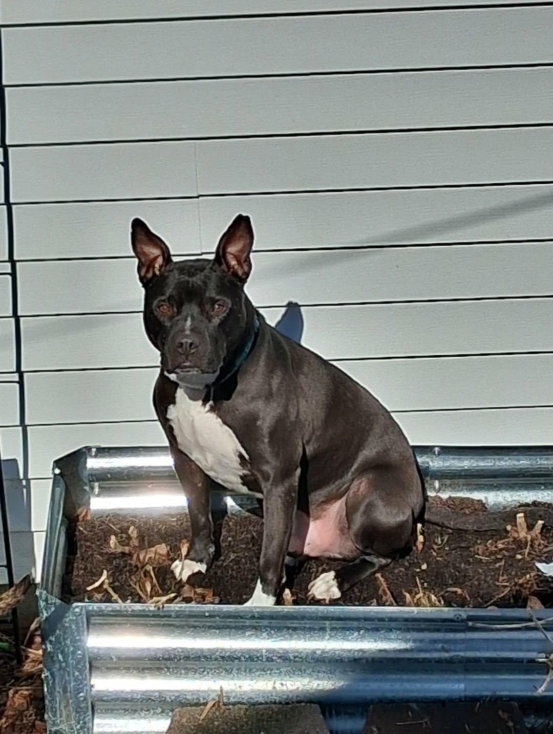 Rocky - FOSTER NEEDED!!!, Adoptable, Adult Male Pit Bull Terrier & Black Labrador Retriever.