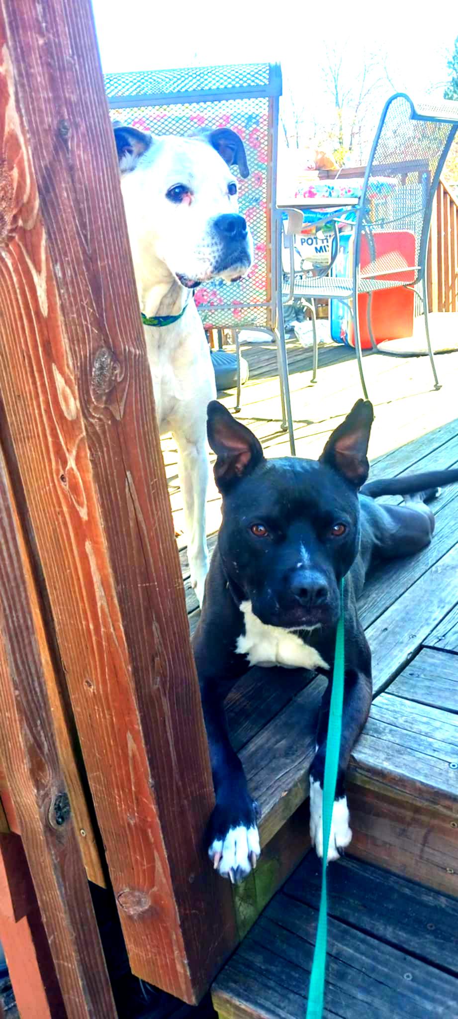 Rocky - FOSTER NEEDED!!!, Adoptable, Adult Male Pit Bull Terrier & Black Labrador Retriever.