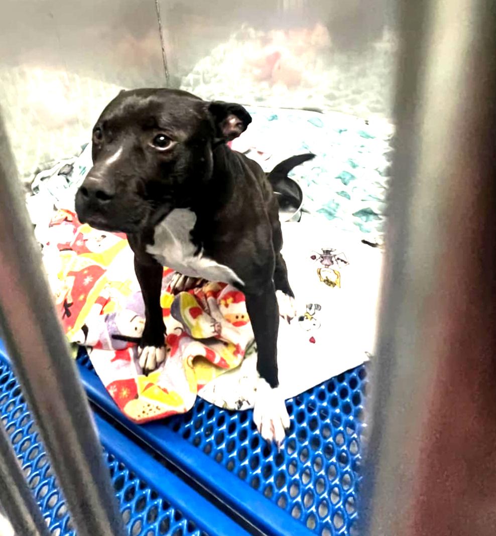 Rocky - FOSTER NEEDED!!!, a Adoptable mixed breed in Minneapolis, MN image 3/5