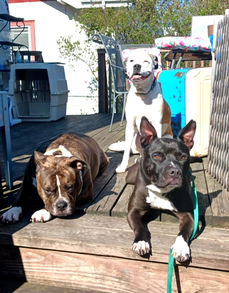 Rocky - FOSTER NEEDED!!!, a Adoptable mixed breed in Minneapolis, MN image 4/5