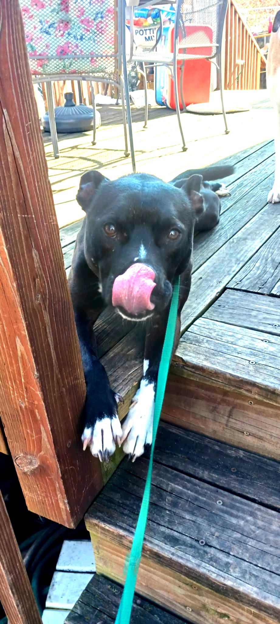 Rocky - FOSTER NEEDED!!!, a Adoptable mixed breed in Minneapolis, MN image 5/5