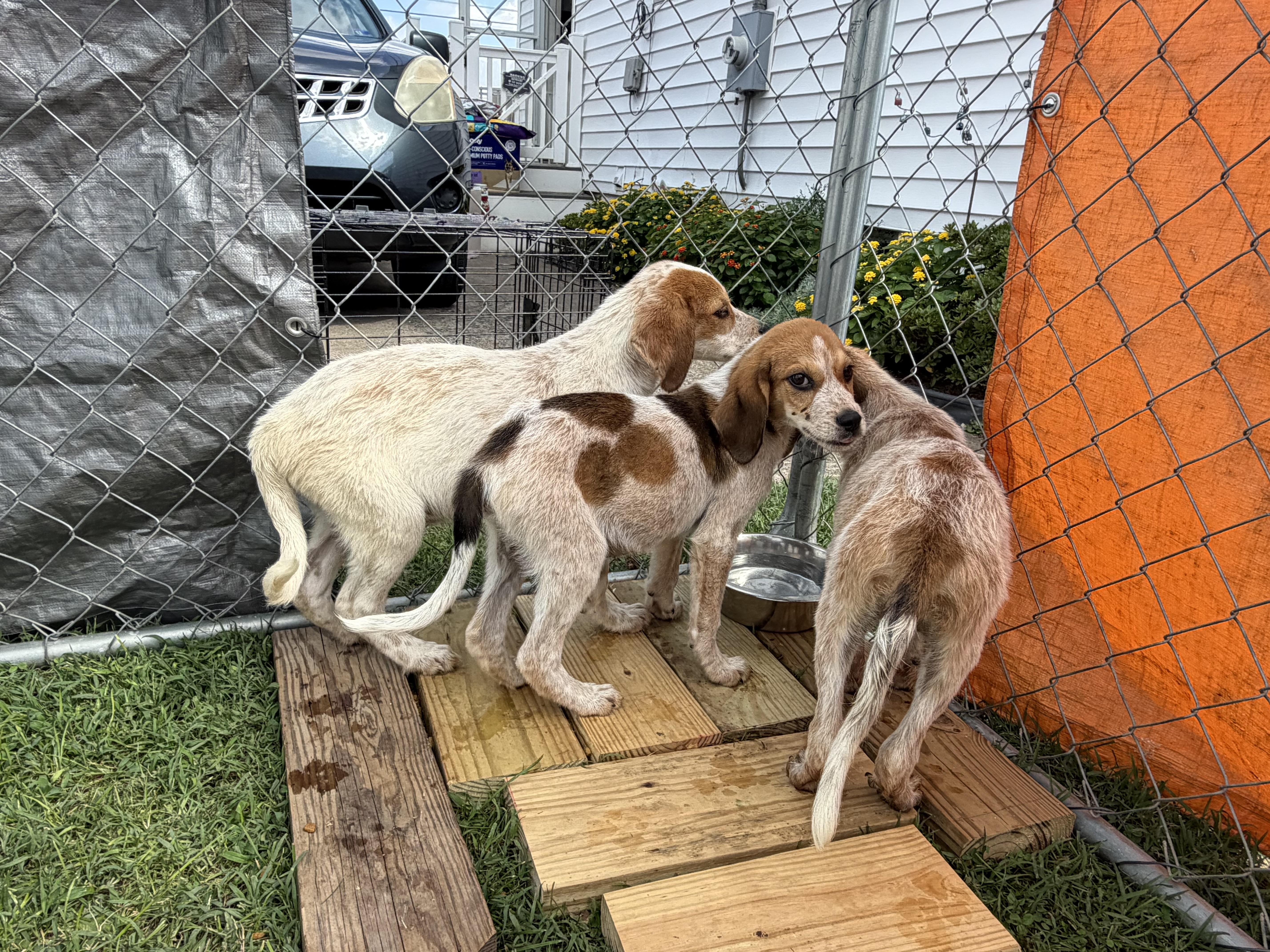 Patches, Adoptable, Puppy Male Hound.